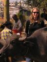 Ashe blocked by a water buffalo!